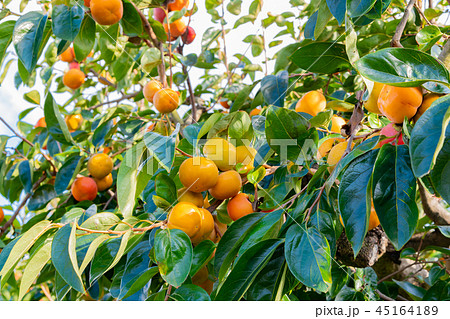 柿畑　柿農園　秋イメージ 45164189