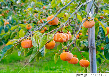 柿畑　柿農園　秋イメージ 45164195