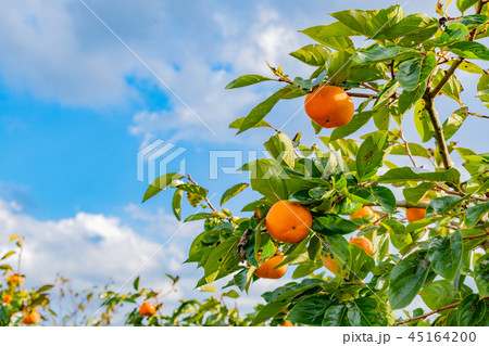 柿畑 柿農園 秋イメージ 柿畑 柿農園 秋イメージ 45164200