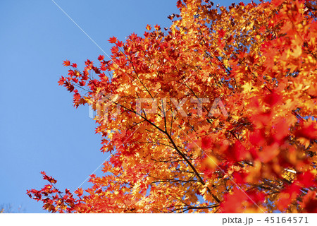 紅葉と青空 45164571