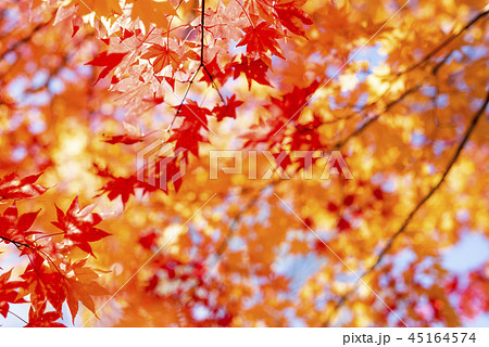紅葉を見上げる 45164574