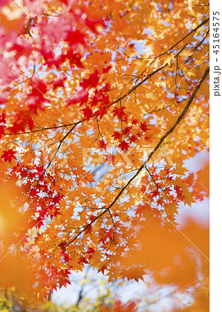 紅葉を見上げる 紅葉を見上げる 45164575