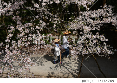春の夫婦巡礼 春の夫婦巡礼 45164769