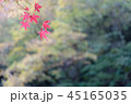 紅葉 45165035