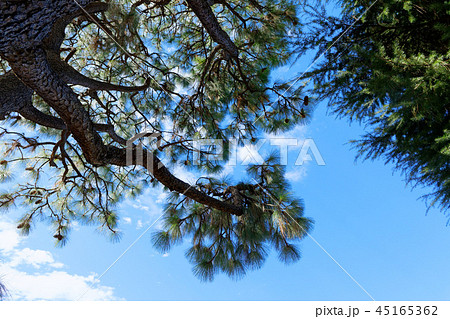 旧古河庭園のダイオウマツ 大王松 旧古河庭園のダイオウマツ 大王松 45165362