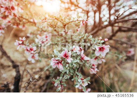 Pink almonds cherry flower close-up. Spring time flowers backgro 45165536