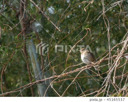 シロハラ 白腹 45165537