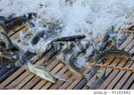 梁漁と落ち鮎 香魚 梁漁と落ち鮎 香魚 45165882