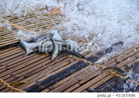 梁漁と落ち鮎 香魚 梁漁と落ち鮎 香魚 45165886