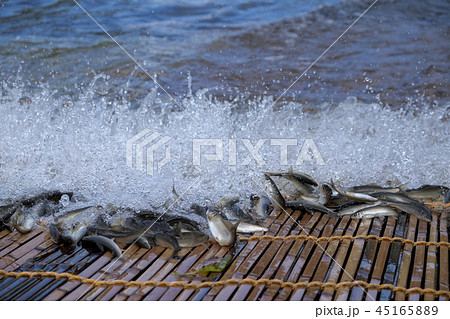 梁漁と落ち鮎　香魚　 45165889