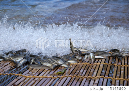 梁漁と落ち鮎　香魚　 45165890