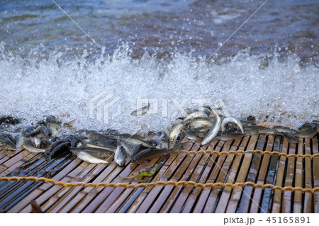梁漁と落ち鮎　香魚　 45165891