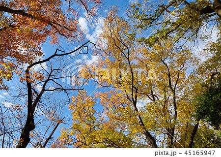 飛鳥山公園の紅葉 の写真素材