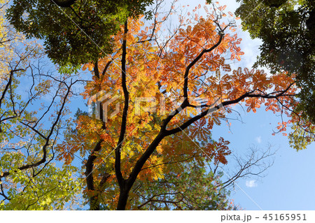 飛鳥山公園の紅葉 ハゼの木の紅葉の写真素材