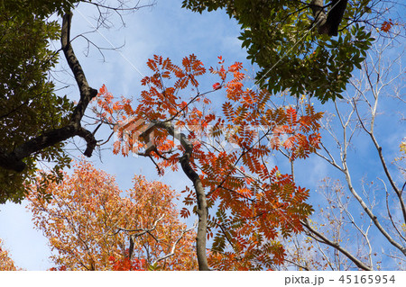 飛鳥山公園の紅葉 ハゼの木の紅葉の写真素材