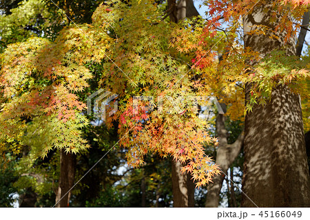 飛鳥山公園のモミジの紅葉 45166049