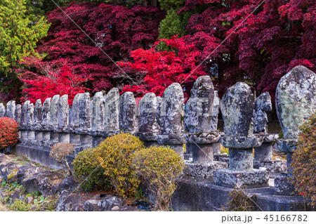 《長野県茅野市》見事な紅葉 長円寺 《長野県茅野市》見事な紅葉 長円寺 45166782