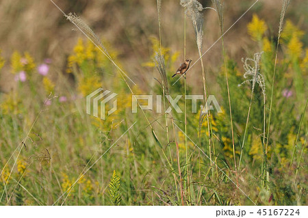 ノビタキ 45167224