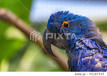 Portrait of Hyacinth macaw or Anodorhynchus hyacinthinus Portrait of Hyacinth macaw or Anodorhynchus hyacinthinus 45167545