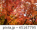 45167795