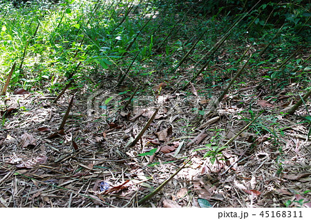 ベトナム 45168311