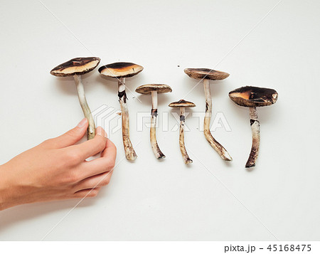 Girls gand holding psilocybin mushrooms on white background Girls gand holding psilocybin mushrooms on white background 45168475