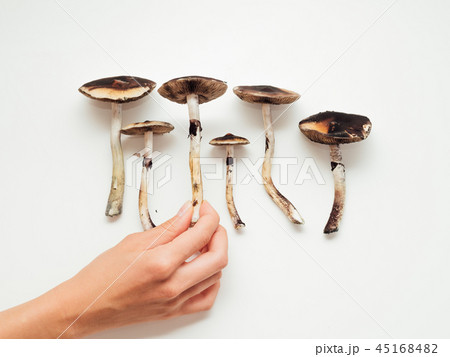 Several magic psilocybin mushrooms on white background 45168482