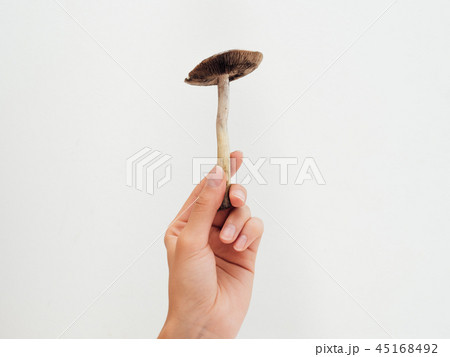 Girls gand holding psilocybin mushrooms on white background Girls gand holding psilocybin mushrooms on white background 45168492
