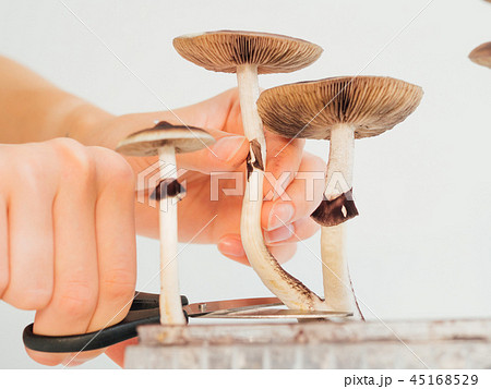Hards picking magic psilocybin mushroom into box close up Hards picking magic psilocybin mushroom into box close up 45168529