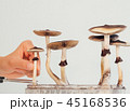 Hards picking magic psilocybin mushroom into box close up 45168536