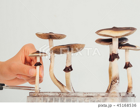 Hards picking magic psilocybin mushroom into box close up Hards picking magic psilocybin mushroom into box close up 45168536