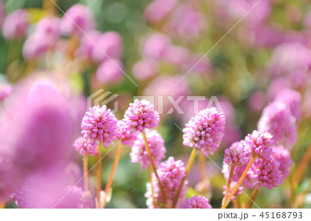 ヒメツルソバ 45168793