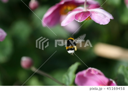 花と蜂 45169458