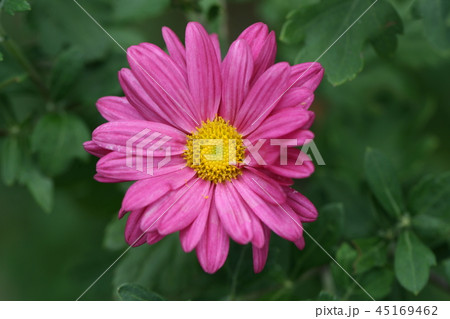 菊 45169462