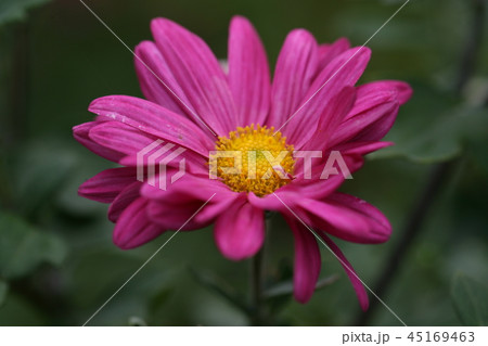 菊 菊 45169463