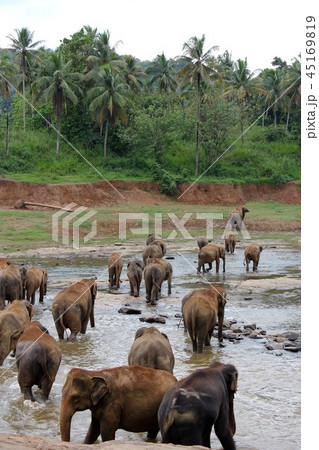 ピンナワラの象 45169819