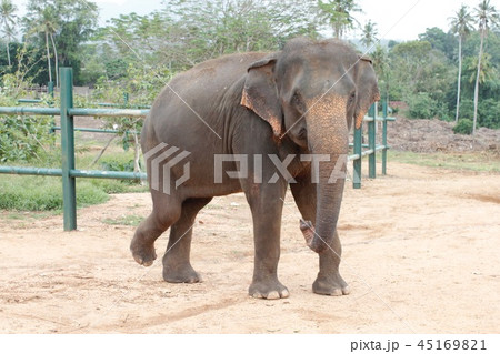 ピンナワラの象 45169821