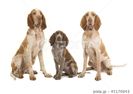 Bracco italiano dogs, two adults and one puppy Bracco italiano dogs, two adults and one puppy 45170043