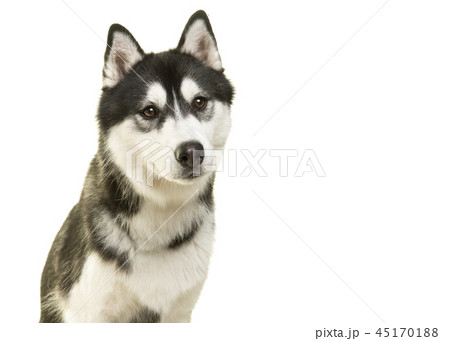 Portrait of a husky dog on a white background Portrait of a husky dog on a white background 45170188