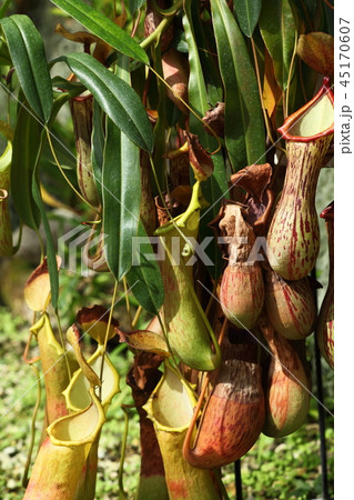 兵庫県立フラワーセンターのウツボカズラ 45170607