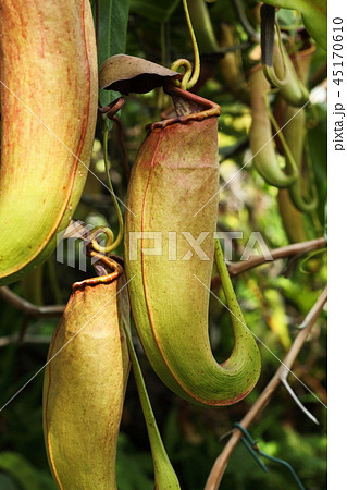 兵庫県立フラワーセンターのウツボカズラ 兵庫県立フラワーセンターのウツボカズラ 45170610