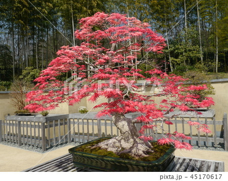 盆栽の紅葉 45170617