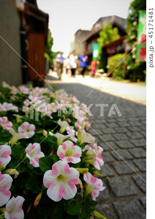 夏の路地に咲く花 45171481