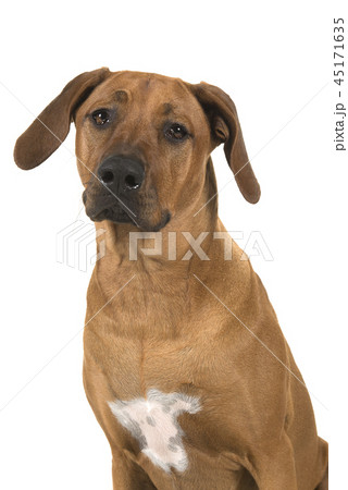 Portrait of a rhodesian ridgeback dog 45171635