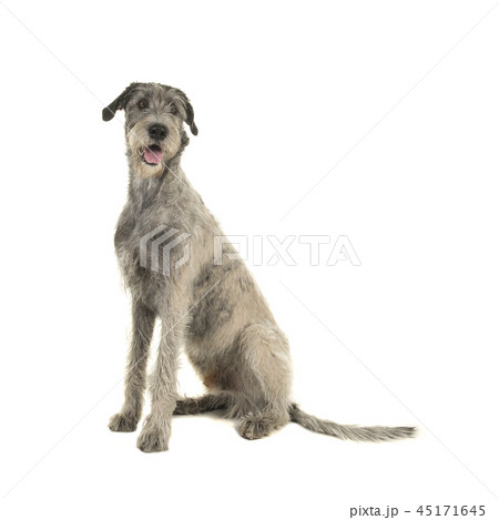 Pretty irish wolfhound sitting on white background 45171645
