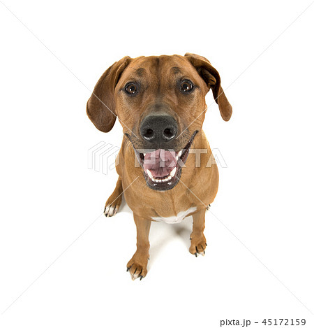 Rhodesian ridgeback looking up into the camera 45172159