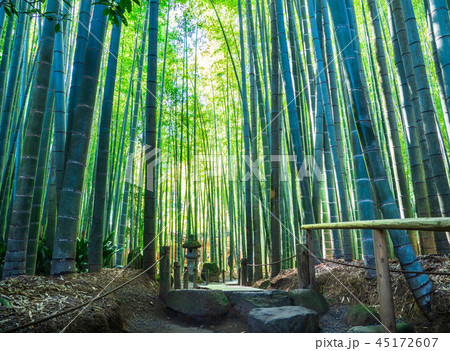鎌倉 報国寺 竹の庭 鎌倉 報国寺 竹の庭 45172607
