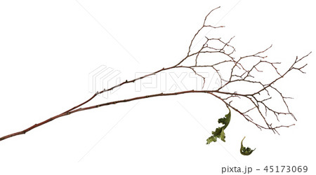 Dry twig with two old leaves 45173069