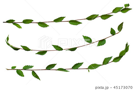 Fresh twigs with green leaves Fresh twigs with green leaves 45173070