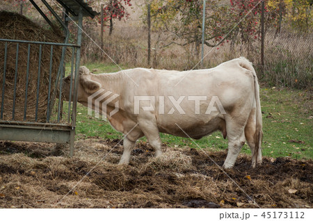 portrait of white cow eating straw in a meadow portrait of white cow eating straw in a meadow 45173112